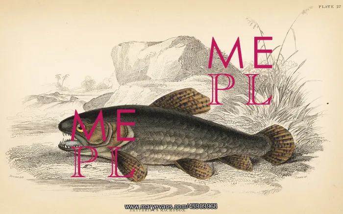 : Wolf fish, Hoplias malabaricus : Wolf fish, Hoplias malabaricus