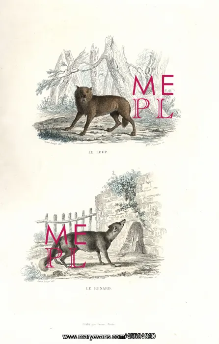 : Wolf and fox : Wolf and fox