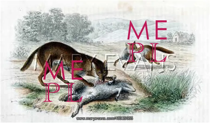  : WOLF AND FOX