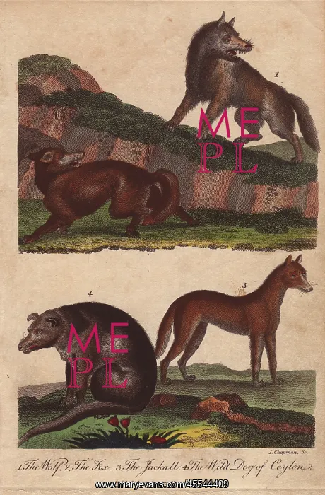 : Wolf, fox, jackal, and wild dog of Ceylon : Wolf, fox, jackal, and wild dog of Ceylon