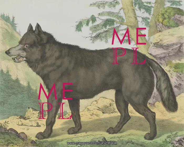 : Wolf, by Jos. Scholz and J. Scotti : Wolf, by Jos. Scholz and J. Scotti