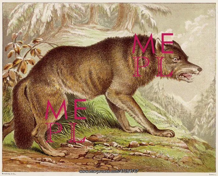 : WOLF (KRONHEIM) : WOLF (KRONHEIM)