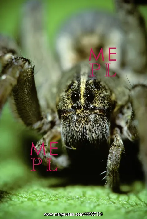 : Wolf Spider Lycosidae Head on Eyes Looking : Wolf Spider Lycosidae Head on Eyes Looking