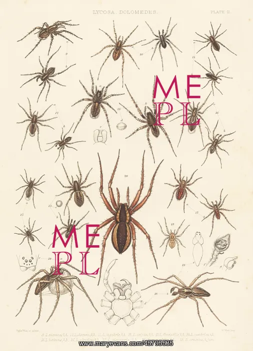 : Wolf spiders, nursery web spider, fishing spiders, etc : Wolf spiders, nursery web spider, fishing spiders, etc