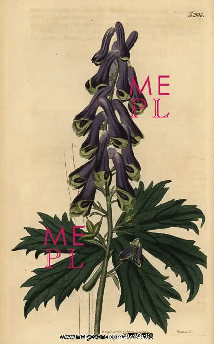 : Wolf's bane, Aconitum moldavicum : Wolf's bane, Aconitum moldavicum