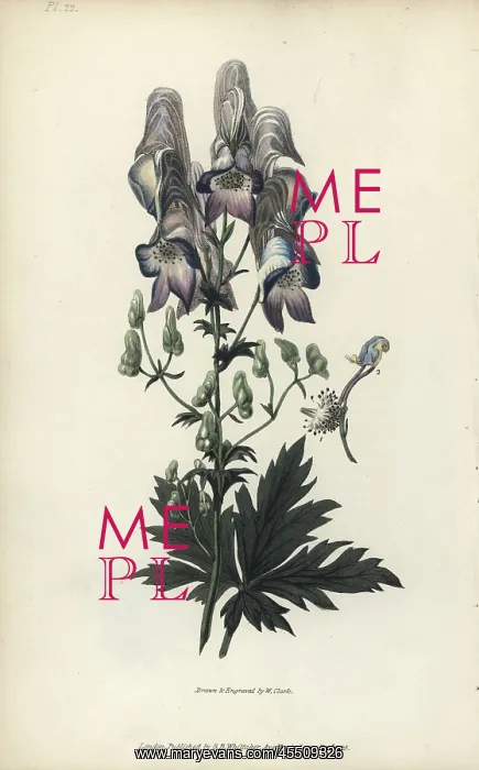 : Wolf's bane, Aconitum variegatum : Wolf's bane, Aconitum variegatum