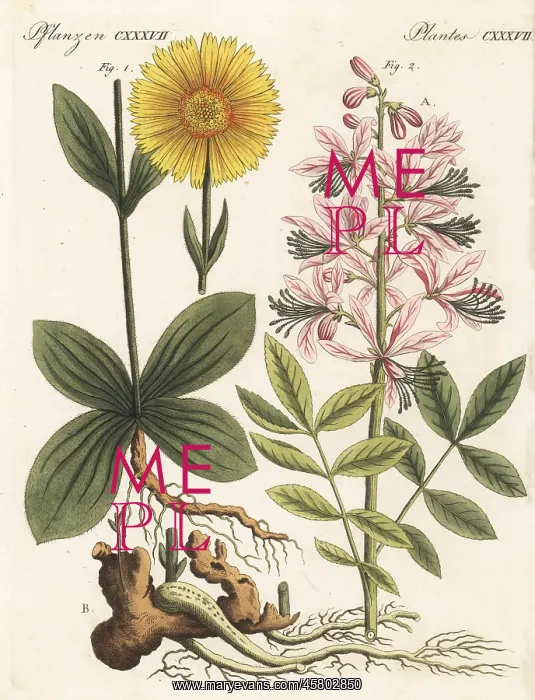 : Wolf's bane and dittany plants : Wolf's bane and dittany plants