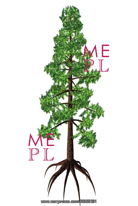 : Wollemia coniferous tree, white background : Wollemia coniferous tree, white background
