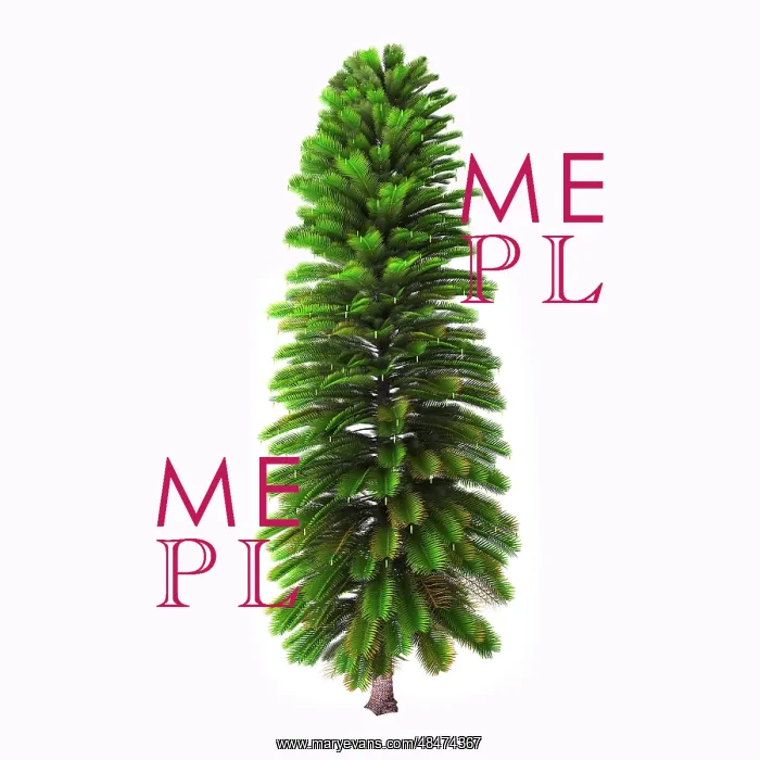 : Wollemia nobilis tree on white background : Wollemia nobilis tree on white background
