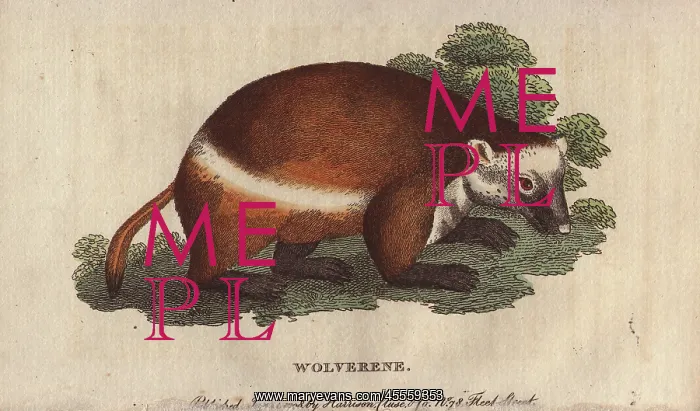 : Wolverene or glutton, Gulo gulo : Wolverene or glutton, Gulo gulo