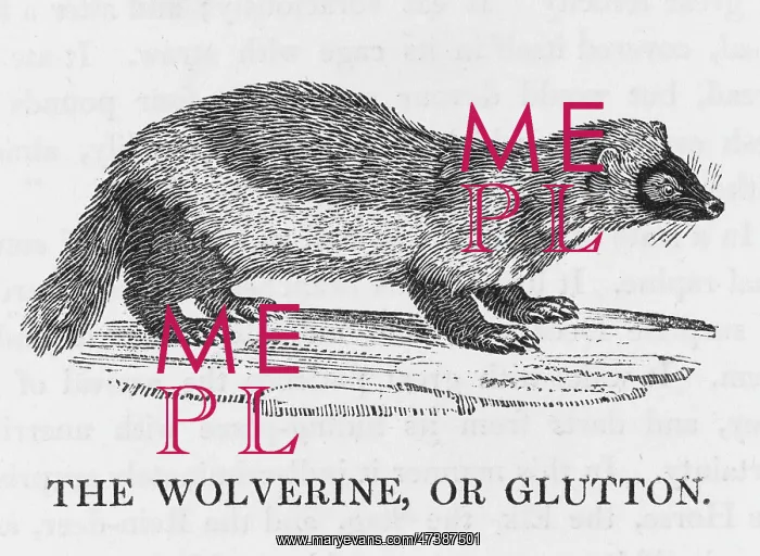 : WOLVERINE / GLUTTON : WOLVERINE / GLUTTON
