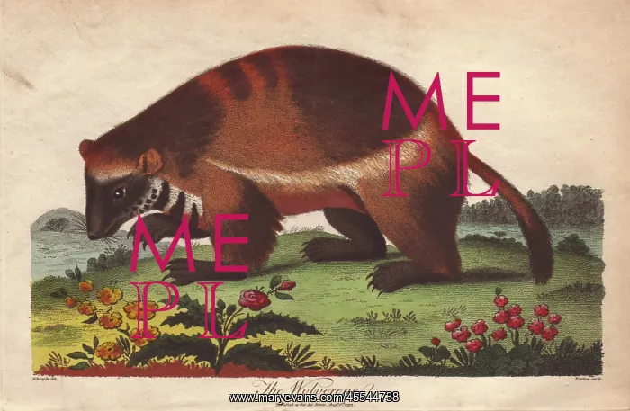 : Wolverine or Gulo gulo : Wolverine or Gulo gulo