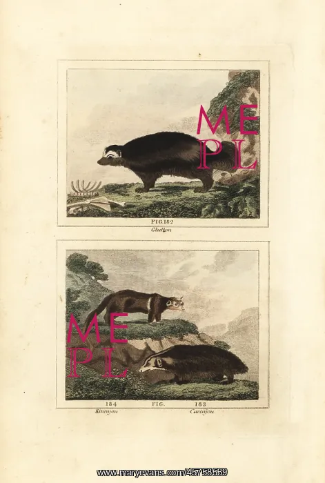 : Wolverine and kinkajou : Wolverine and kinkajou
