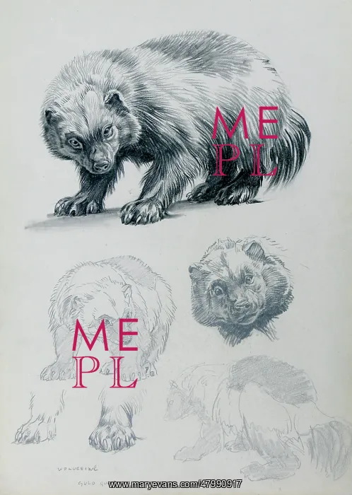  : Wolverine Studies