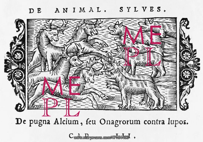  : Wolves attacking elks in Scandinavia