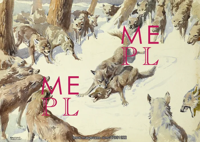 : Wolves fighting : Wolves fighting