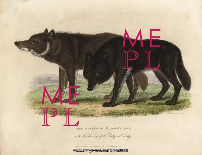 : Wolves of Hudson Bay, Canis lupus : Wolves of Hudson Bay, Canis lupus