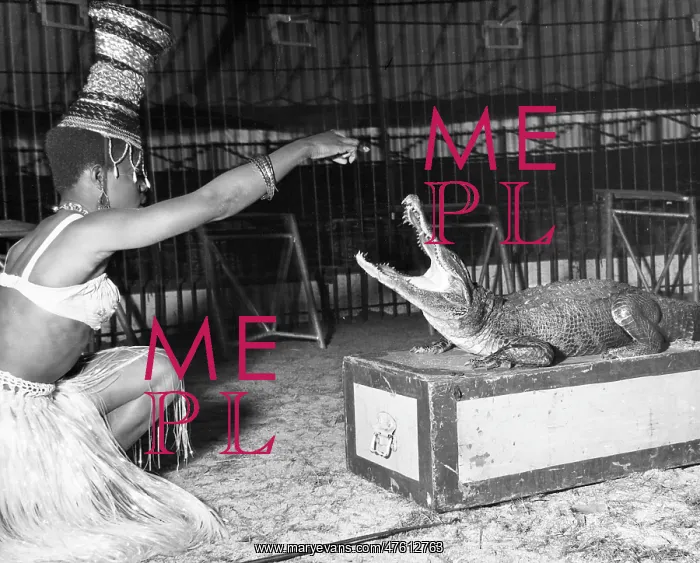 : Woman with alligator, Chipperfield's Circus : Woman with alligator, Chipperfield's Circus