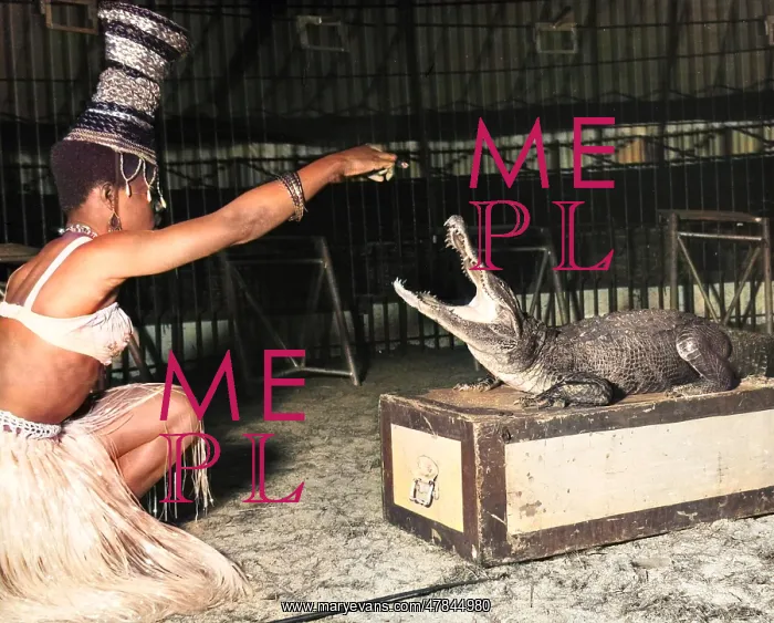 : Woman with alligator, Chipperfield's Circus : Woman with alligator, Chipperfield's Circus