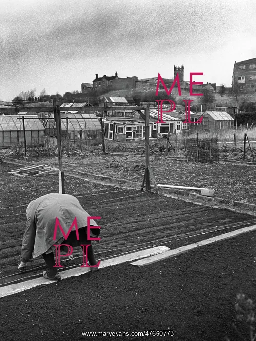 : Woman on allotment - 1 : Woman on allotment - 1
