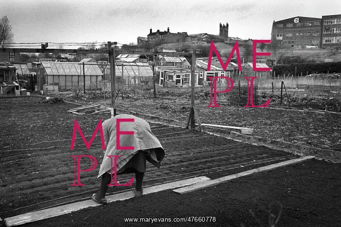 : Woman on allotment - 2 : Woman on allotment - 2