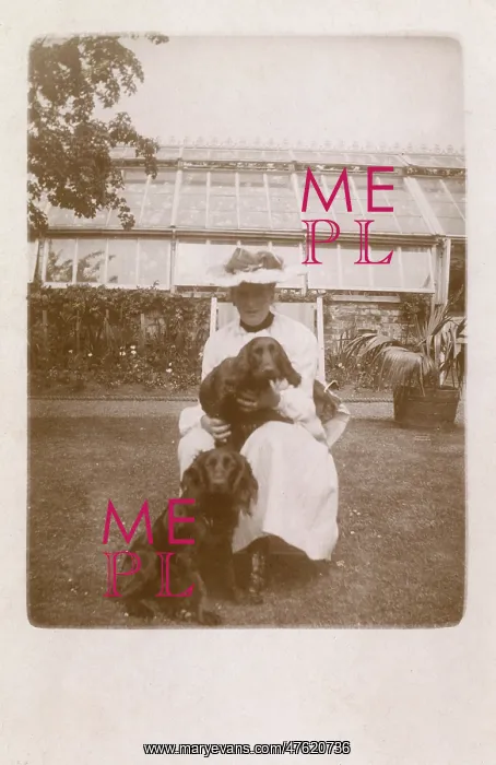 : Woman with two Cocker Spaniels : Woman with two Cocker Spaniels