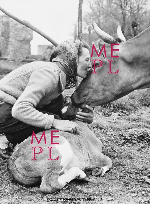 : Woman with cow and calf : Woman with cow and calf