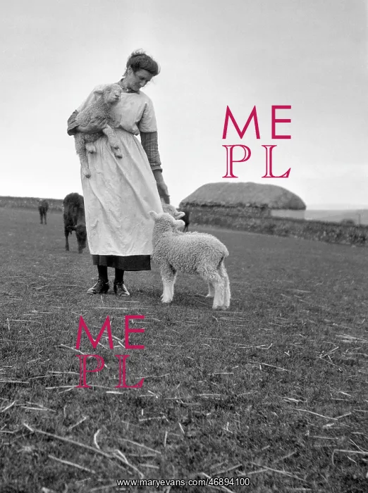 : Woman on a farm with lambs and cattle : Woman on a farm with lambs and cattle