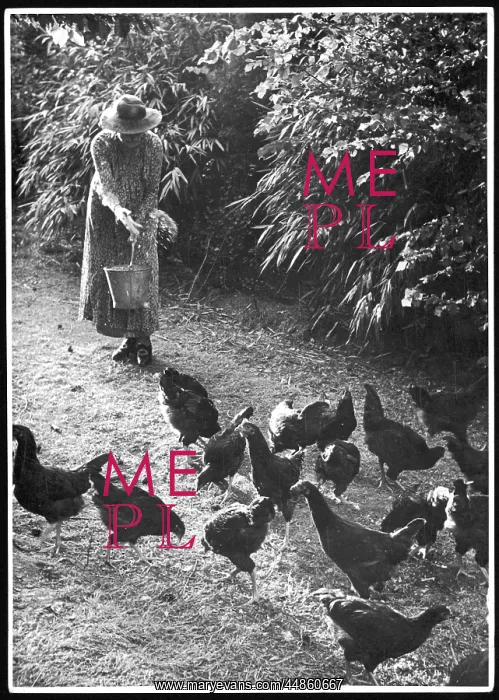 : WOMAN FEEDS CHICKENS : WOMAN FEEDS CHICKENS
