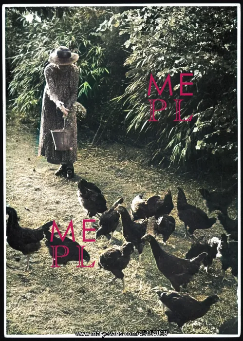 : WOMAN FEEDS CHICKENS : WOMAN FEEDS CHICKENS