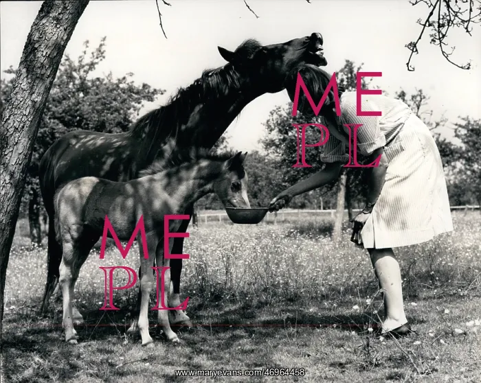: Woman feeds foal while mare neighs : Woman feeds foal while mare neighs