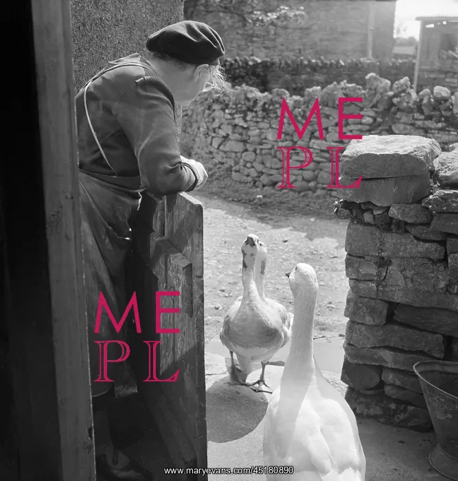: Woman And Geese : Woman And Geese