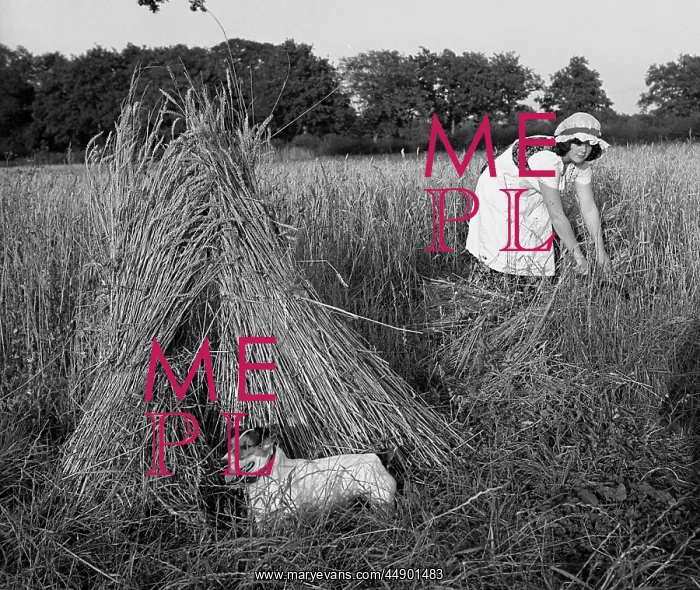: Woman harvesting in a field of corn : Woman harvesting in a field of corn