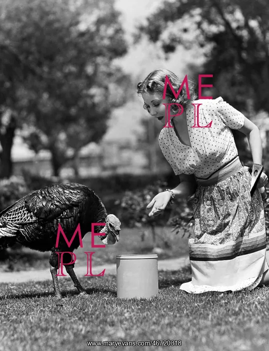: Woman luring turkey to hatchet with corn : Woman luring turkey to hatchet with corn