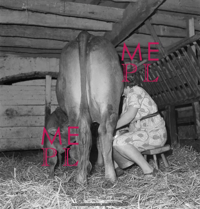 : Woman milking cow : Woman milking cow