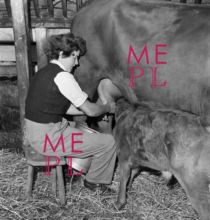: Woman milking cow : Woman milking cow