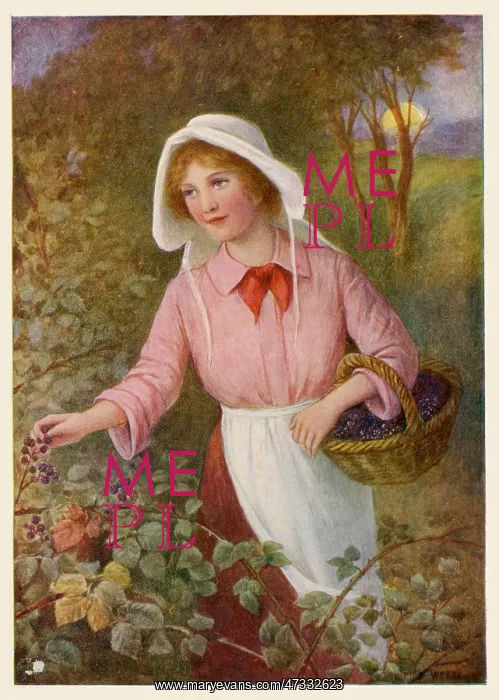 : Woman picking berries : Woman picking berries