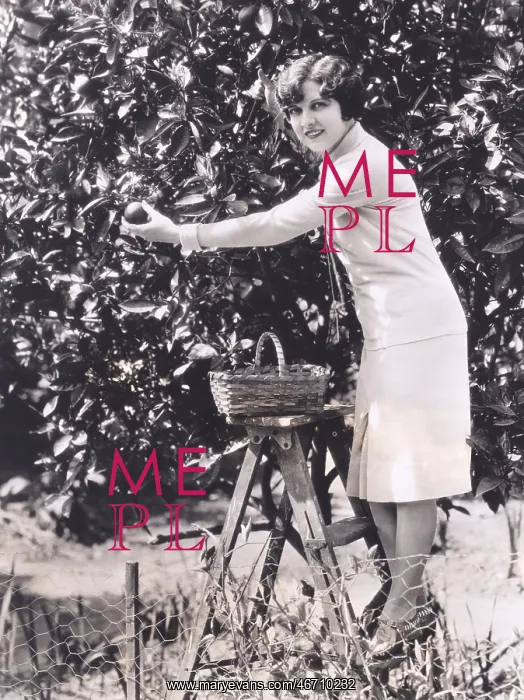  : Woman picking oranges from a tree