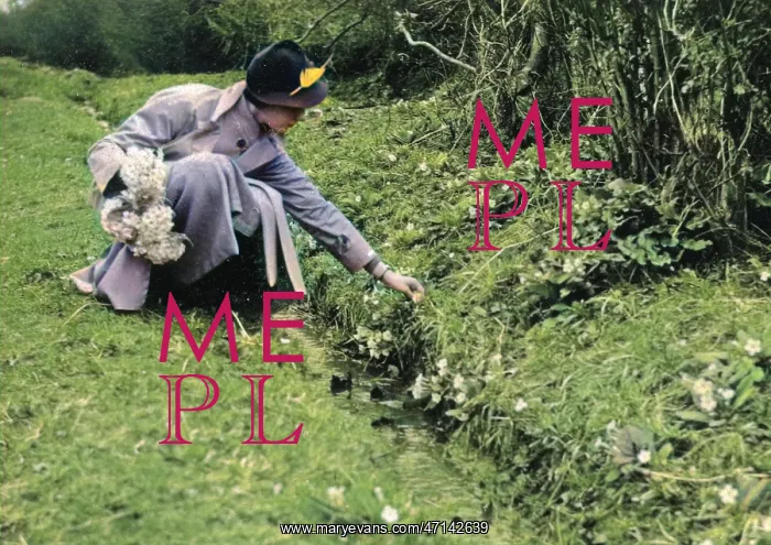 : Woman picking primroses : Woman picking primroses