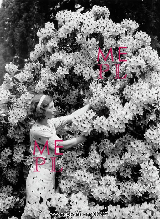  : Woman and Rhododendron