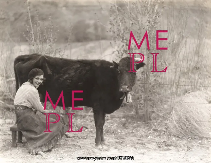 : Woman sitting by cow : Woman sitting by cow