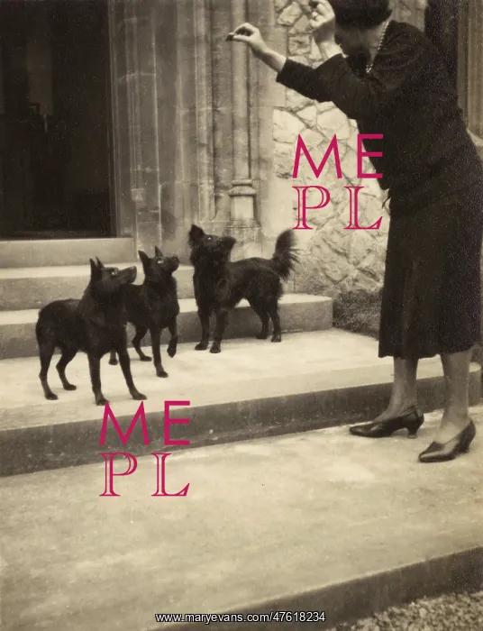 : Woman and three small dogs : Woman and three small dogs