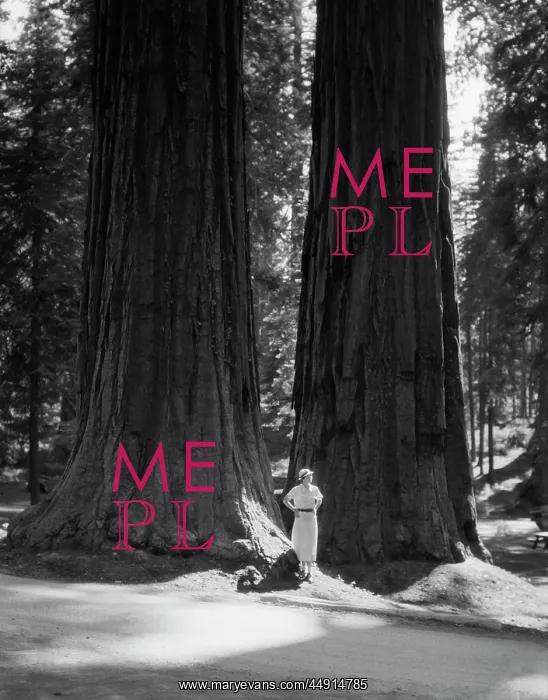 : Woman Standing at Base of Two Giant Sequoia Trees in Marip : Woman Standing at Base of Two Giant Sequoia Trees in Marip