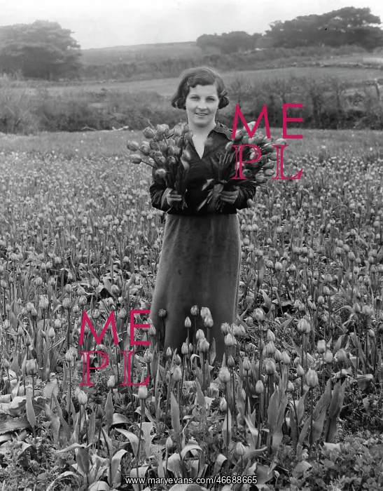: A woman with tulips on the Scilly : A woman with tulips on the Scilly