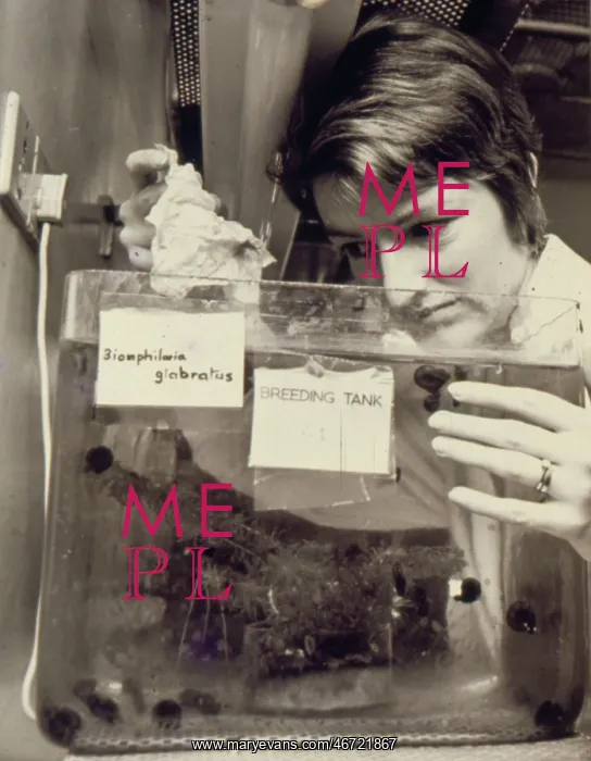 : Woman at work, Snail Research Centre : Woman at work, Snail Research Centre