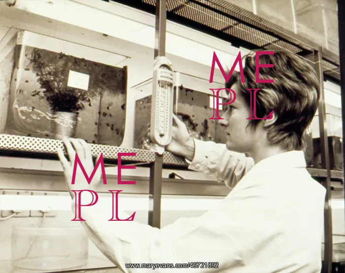 : Woman at work, Snail Research Centre : Woman at work, Snail Research Centre
