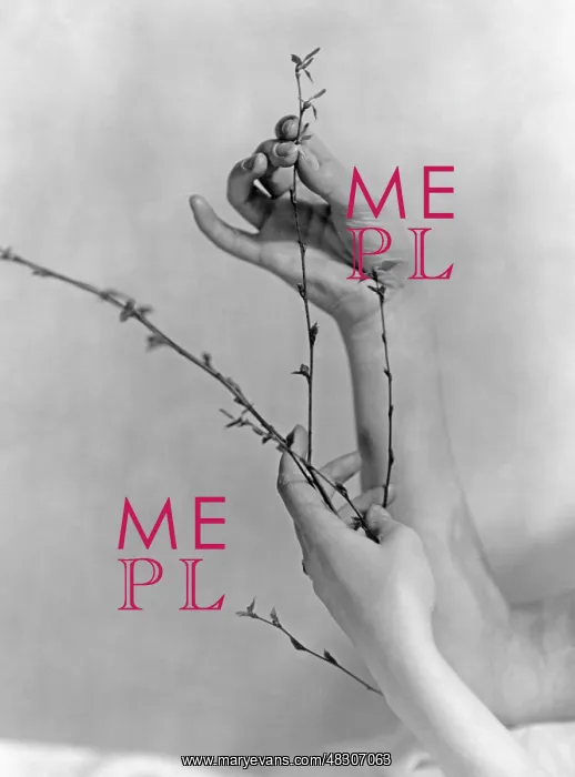 : Woman's hands with a spring branch : Woman's hands with a spring branch