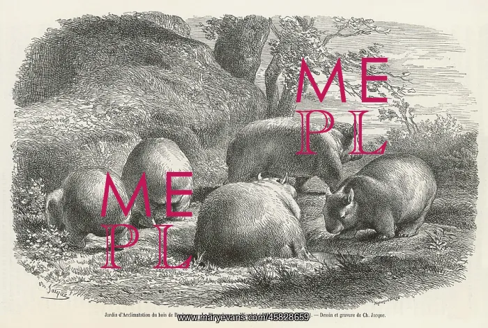 : WOMBAT 1864 : WOMBAT 1864