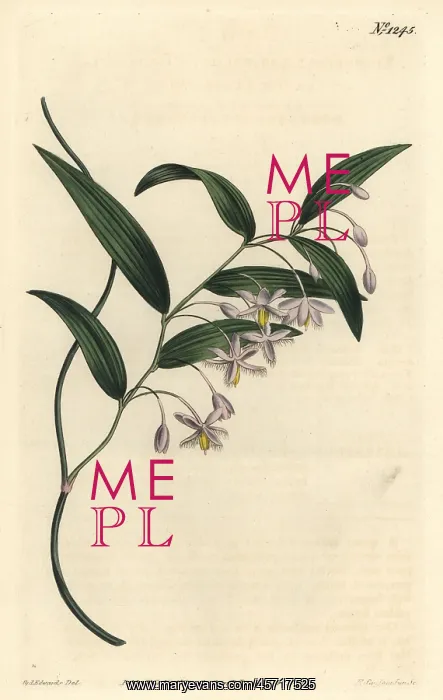 : Wombat berry, Eustrephus latifolius : Wombat berry, Eustrephus latifolius