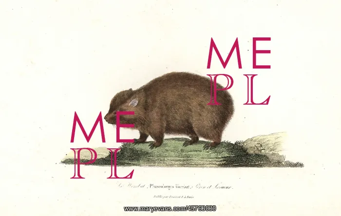 : Wombat, Vombatus ursinus : Wombat, Vombatus ursinus